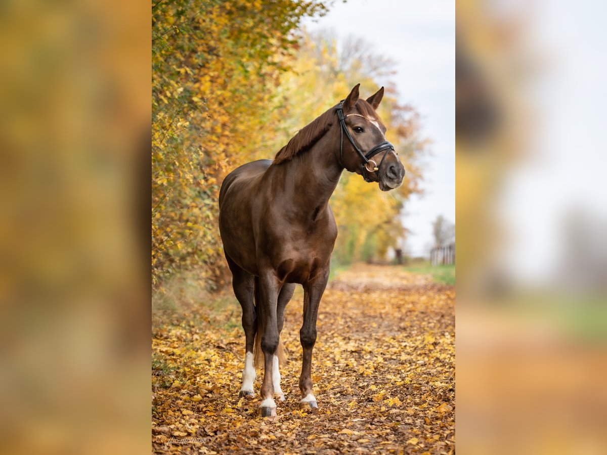 Poney New Forest Jument 10 Ans 152 cm Alezan brûlé in Bochum