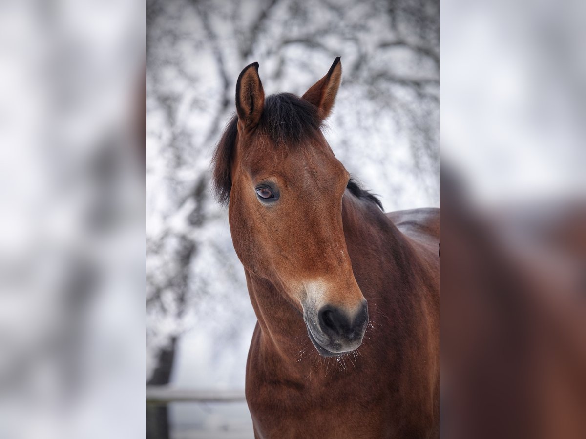 Poney New Forest Jument 11 Ans 144 cm Bai in Schwanenstadt