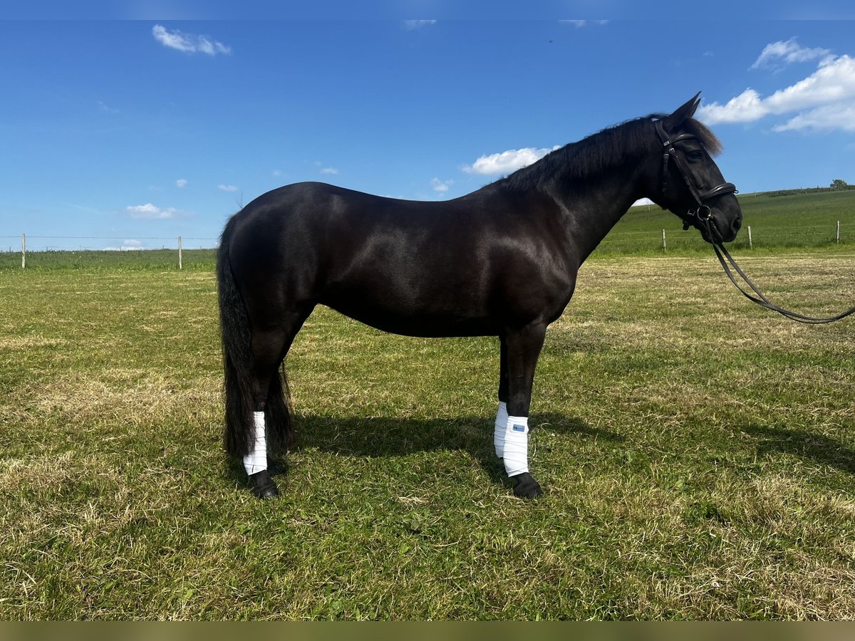 Poney New Forest Jument 13 Ans 134 cm Bai in Dorset