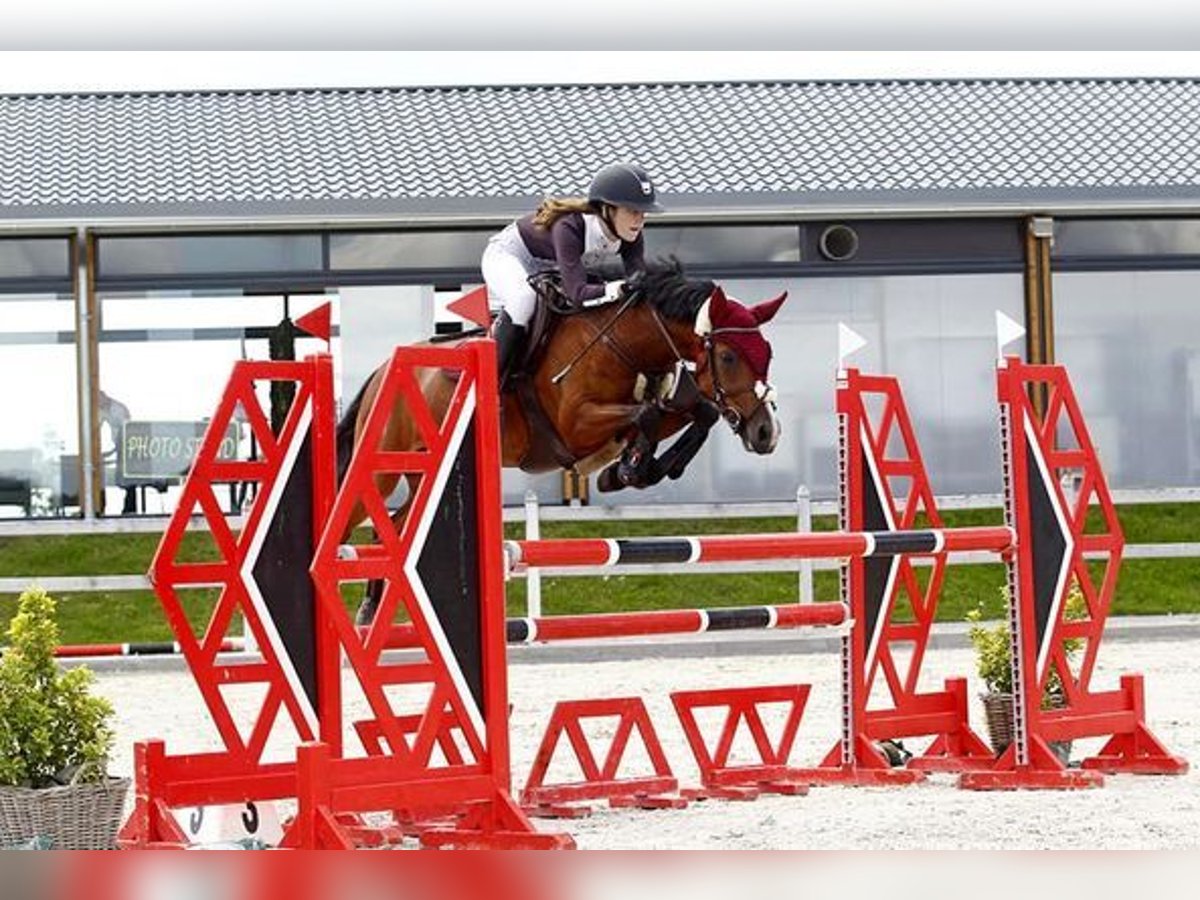 Poney New Forest Jument 14 Ans 144 cm Bai in Diepenbeek