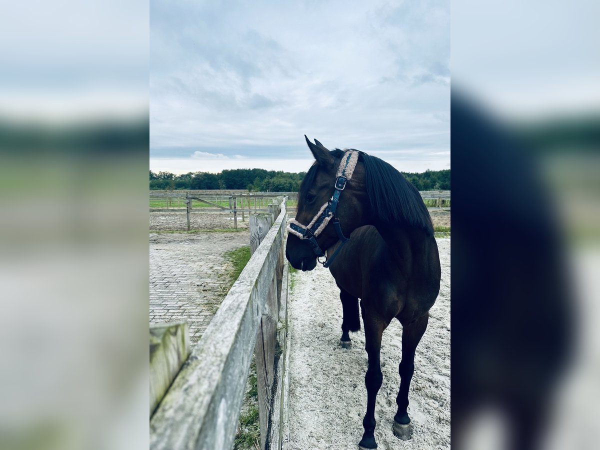 Poney New Forest Croisé Jument 15 Ans 156 cm Bai brun in Goor