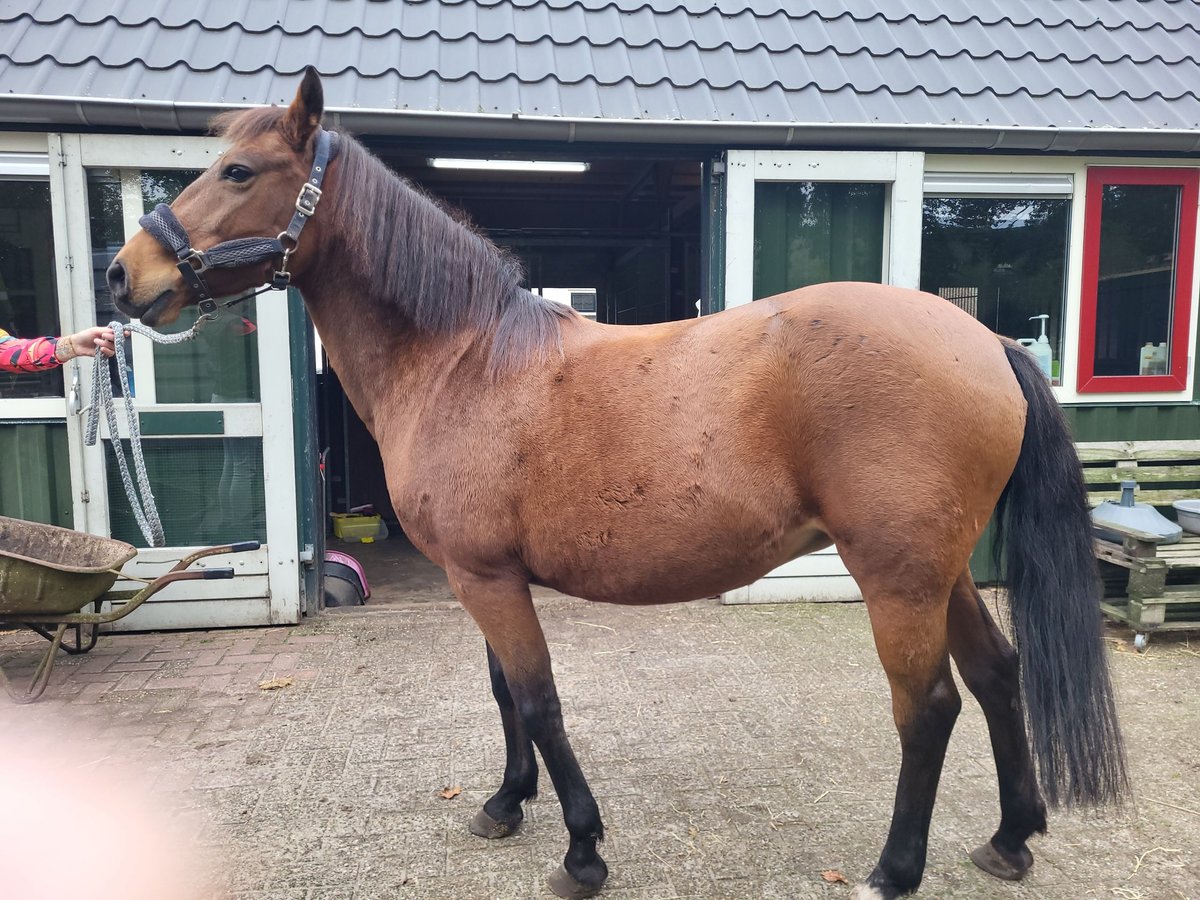 Poney New Forest Jument 18 Ans 140 cm Bai in Harderwijk