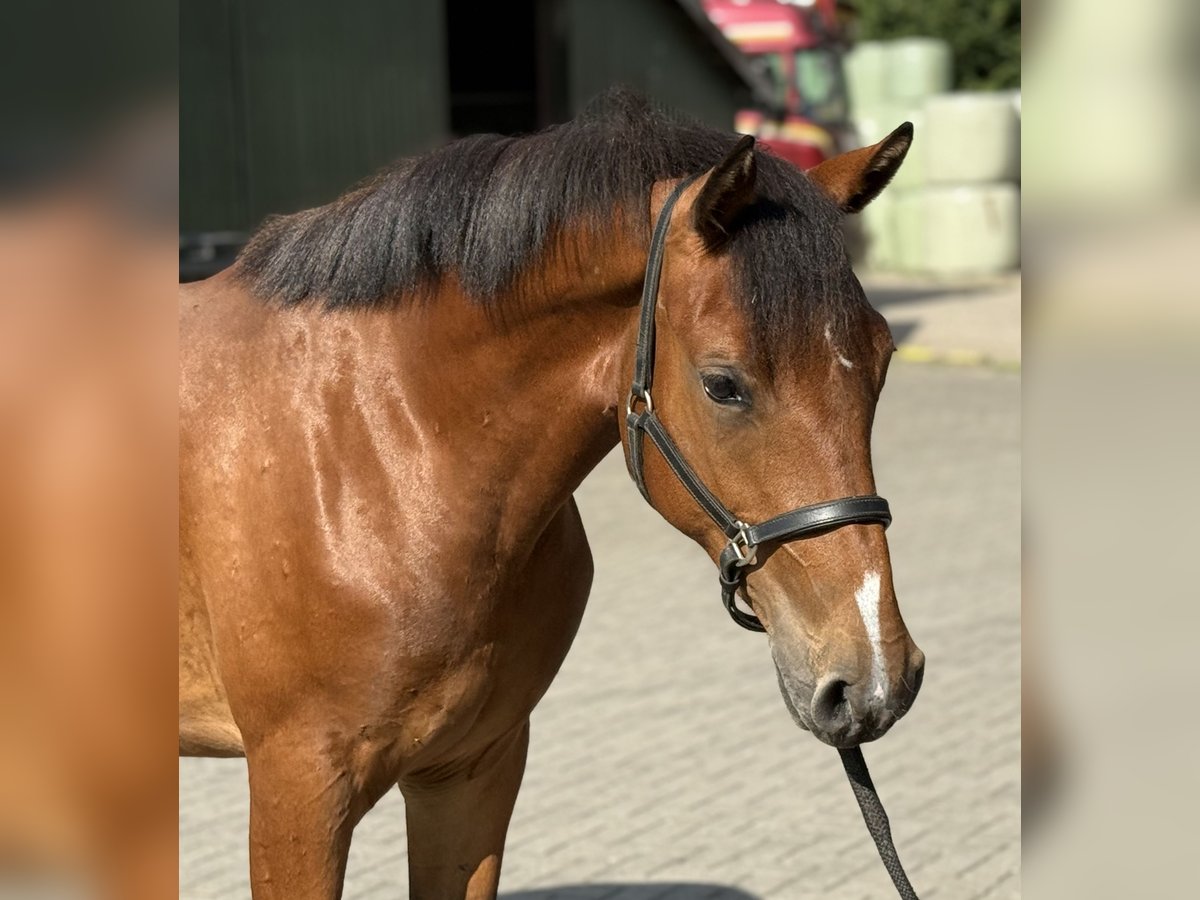 Poney New Forest Jument 3 Ans 146 cm Bai in Zieuwent