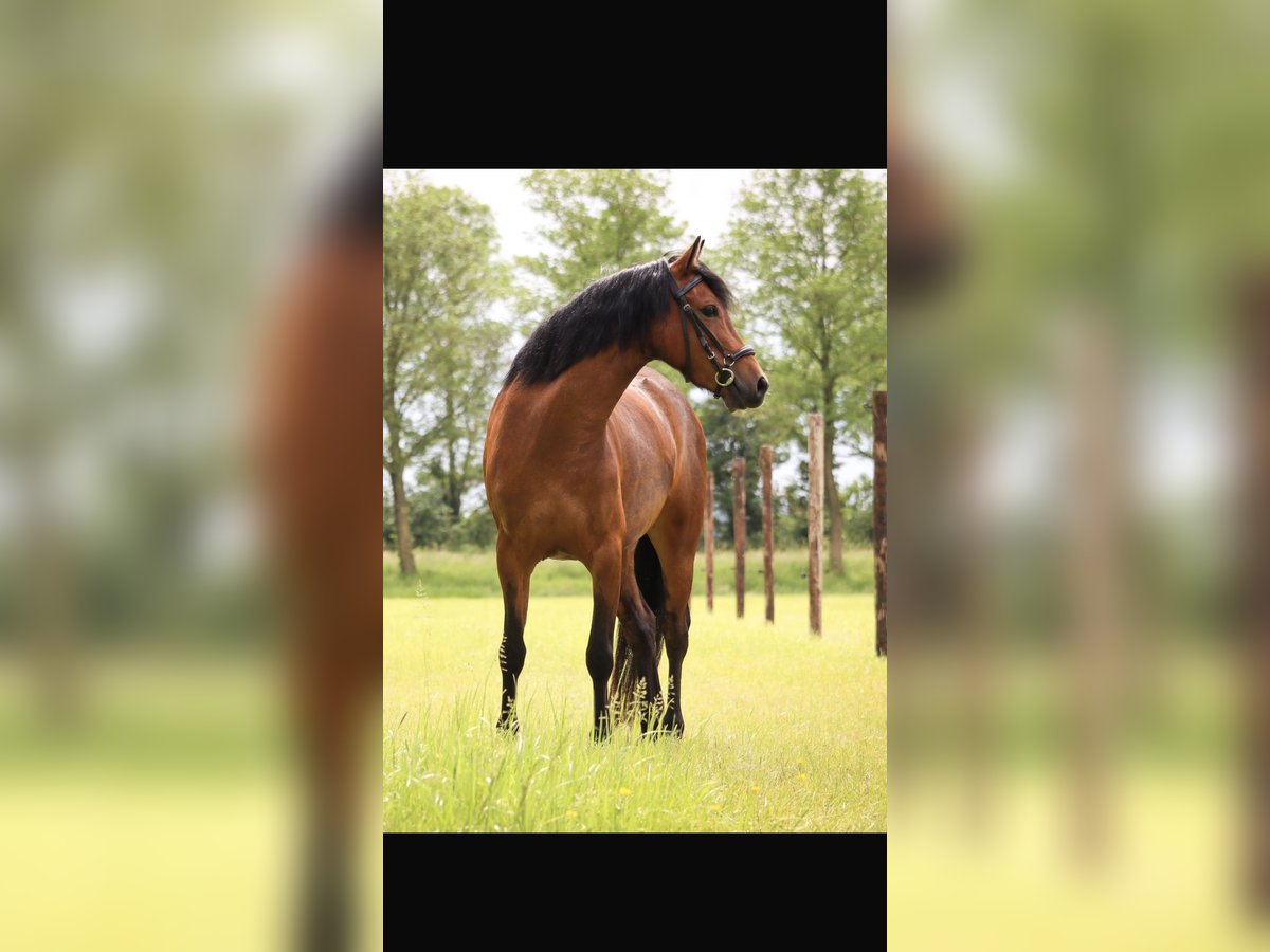 Poney New Forest Jument 6 Ans 129 cm Bai in Leeuwarden