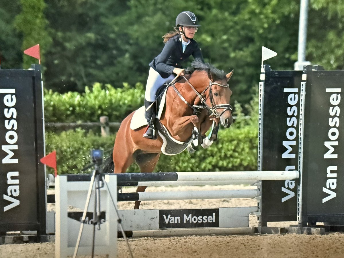 Poney New Forest Jument 6 Ans 135 cm Bai in Kuringen
