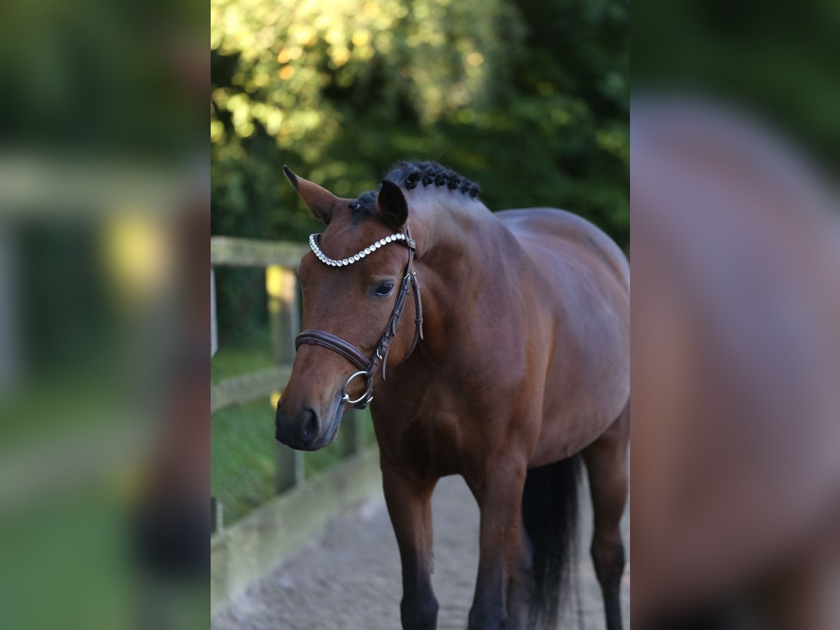 Poney New Forest Jument 6 Ans 136 cm Bai in Heemskerk