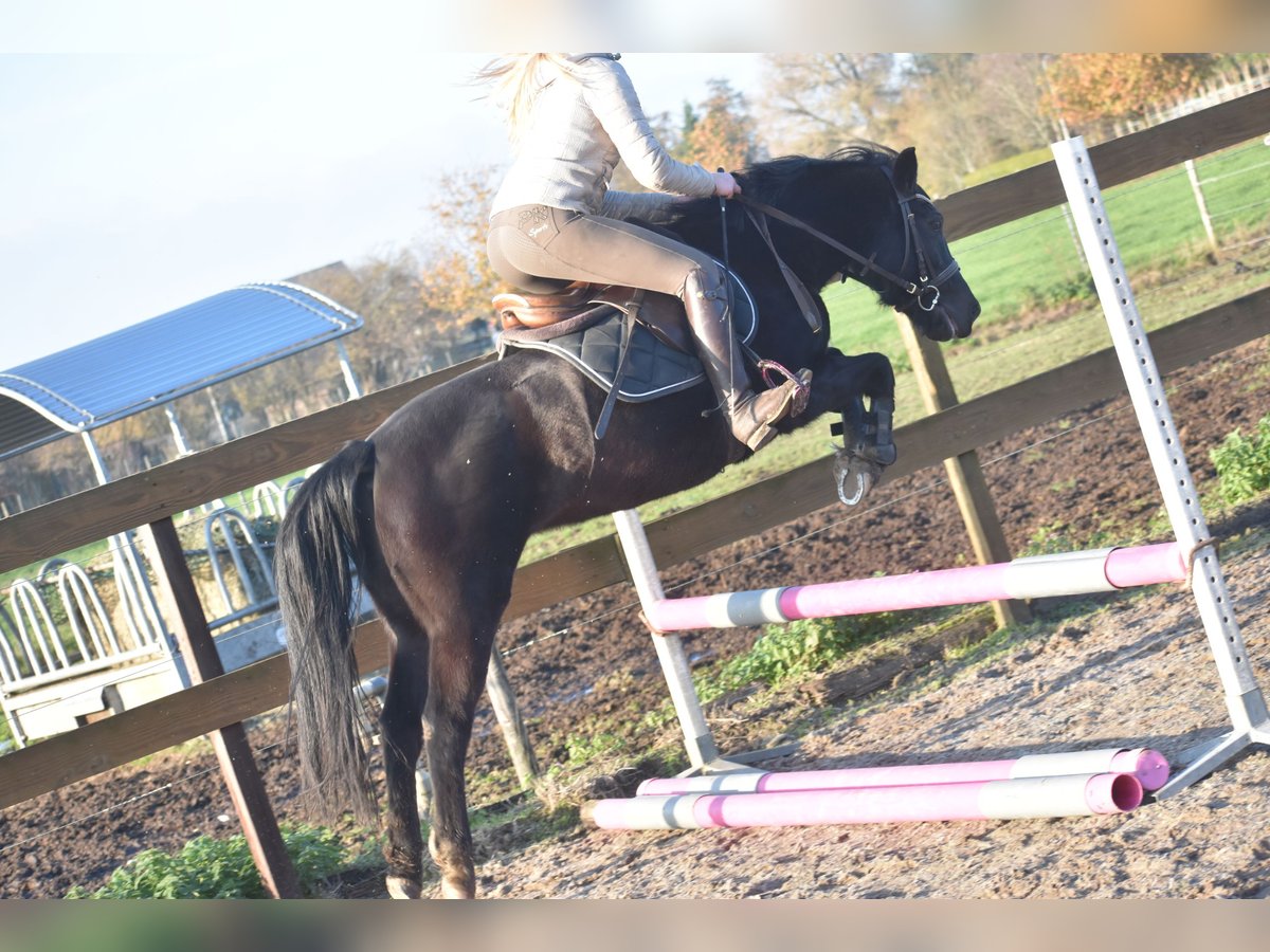 Poney New Forest Jument 7 Ans 138 cm Noir in Achtmaal