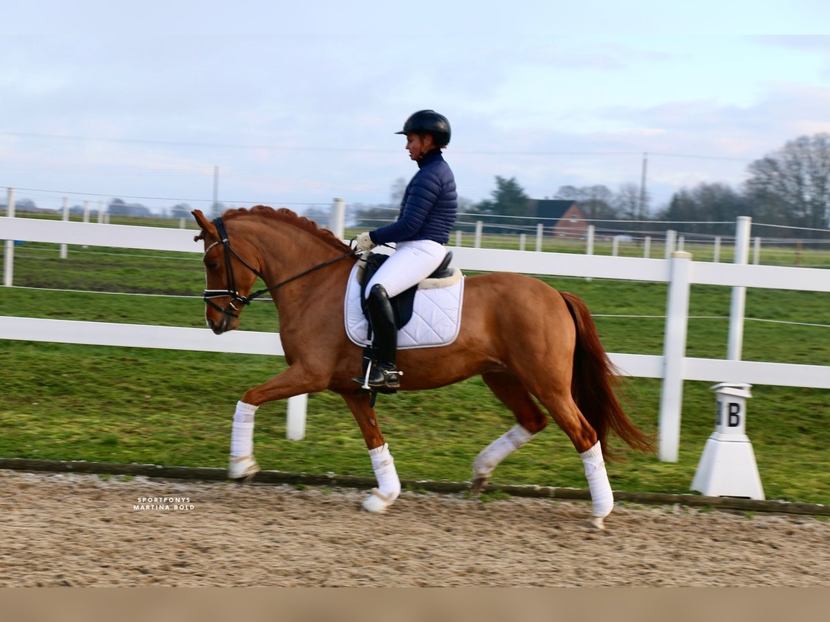 Poney New Forest Jument 8 Ans 147 cm Alezan in Recke, bei Osnabrück