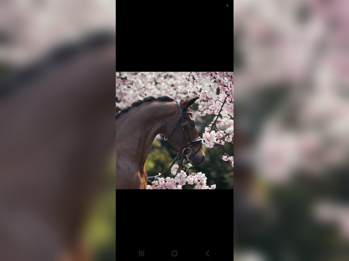 Poney New Forest Jument 9 Ans 147 cm Bai in Geleen