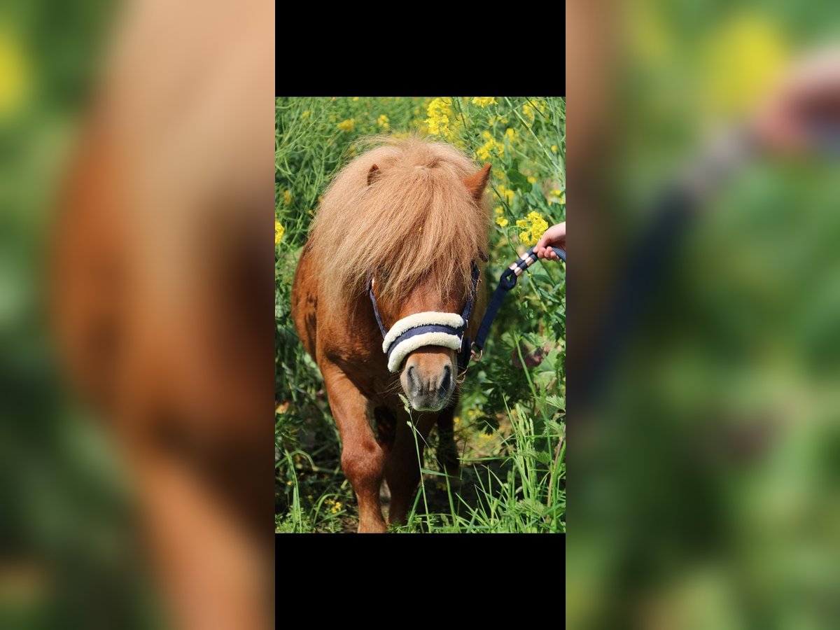 Poneys Shetland Étalon 11 Ans Alezan in amillis