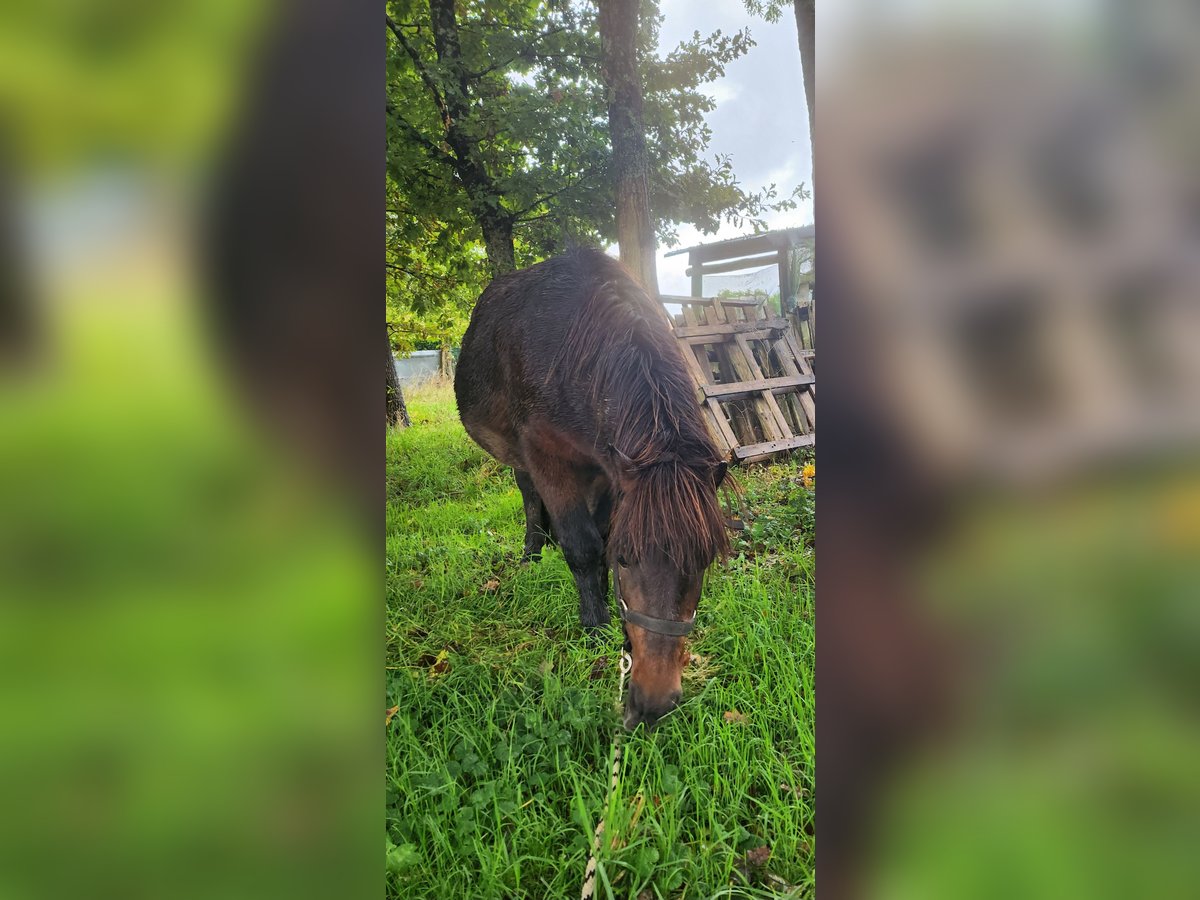 Poneys Shetland Croisé Étalon 12 Ans 110 cm Bai brun in Deux sèvres