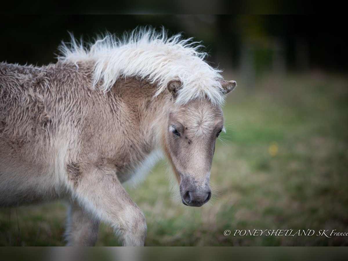 Poneys Shetland Étalon 1 Année 100 cm Alezan in La Vespière-Friardel