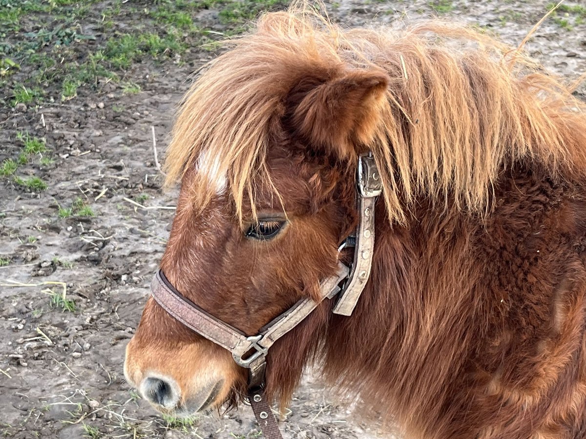 Poneys Shetland Étalon 1 Année 100 cm Alezan in Lanitz-Hassel-Tal