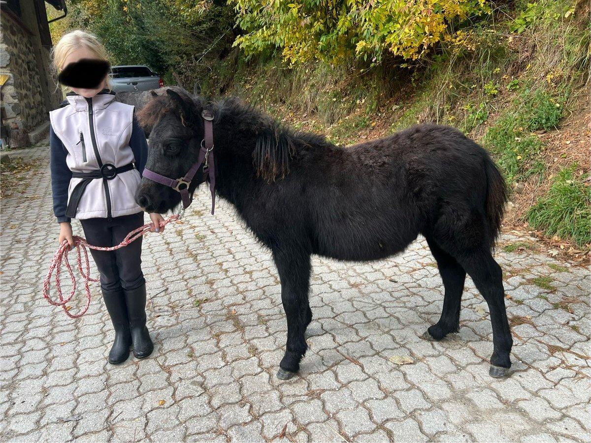 Poneys Shetland Étalon 1 Année 100 cm Gris in Bretstein