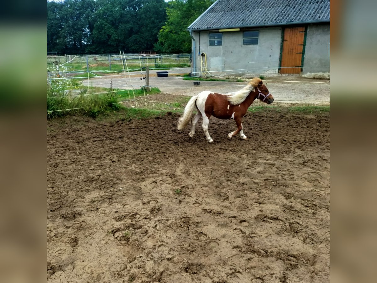 Poneys Shetland Étalon 1 Année 100 cm Tobiano-toutes couleurs in H&#xF6;rstel