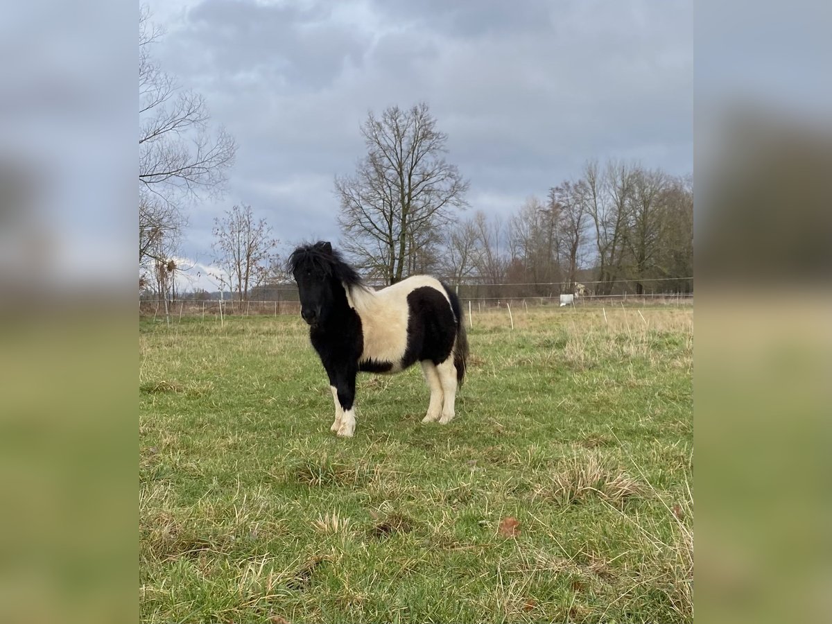 Poneys Shetland Étalon 1 Année 105 cm Pinto in Poxdorf