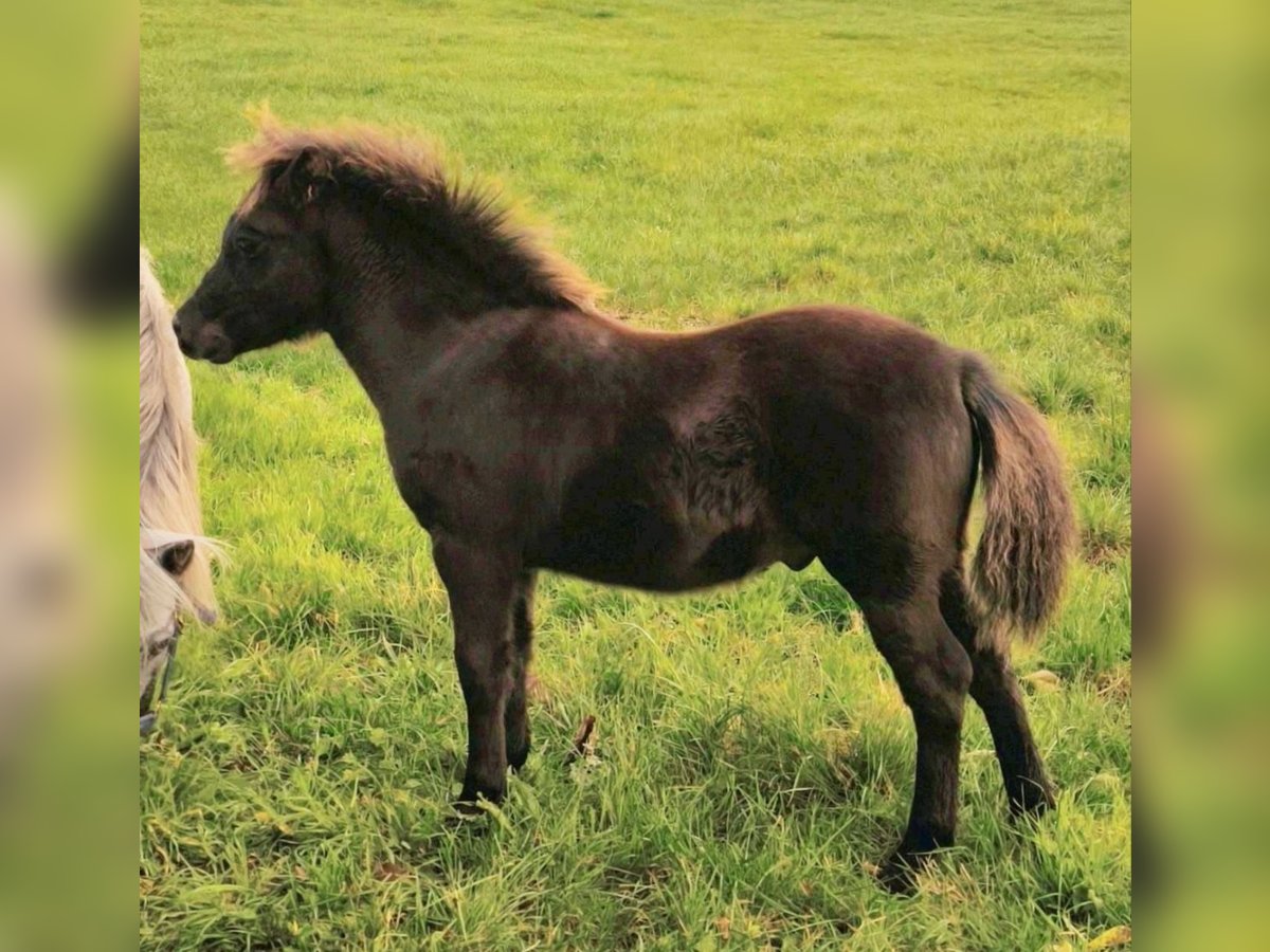 Poneys Shetland Étalon 1 Année 108 cm Noir in Gadebusch