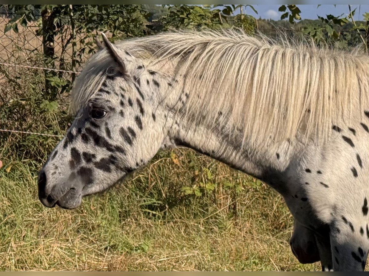 Poneys Shetland Étalon 1 Année 113 cm Léopard in Gro&#xDF; Molzahn