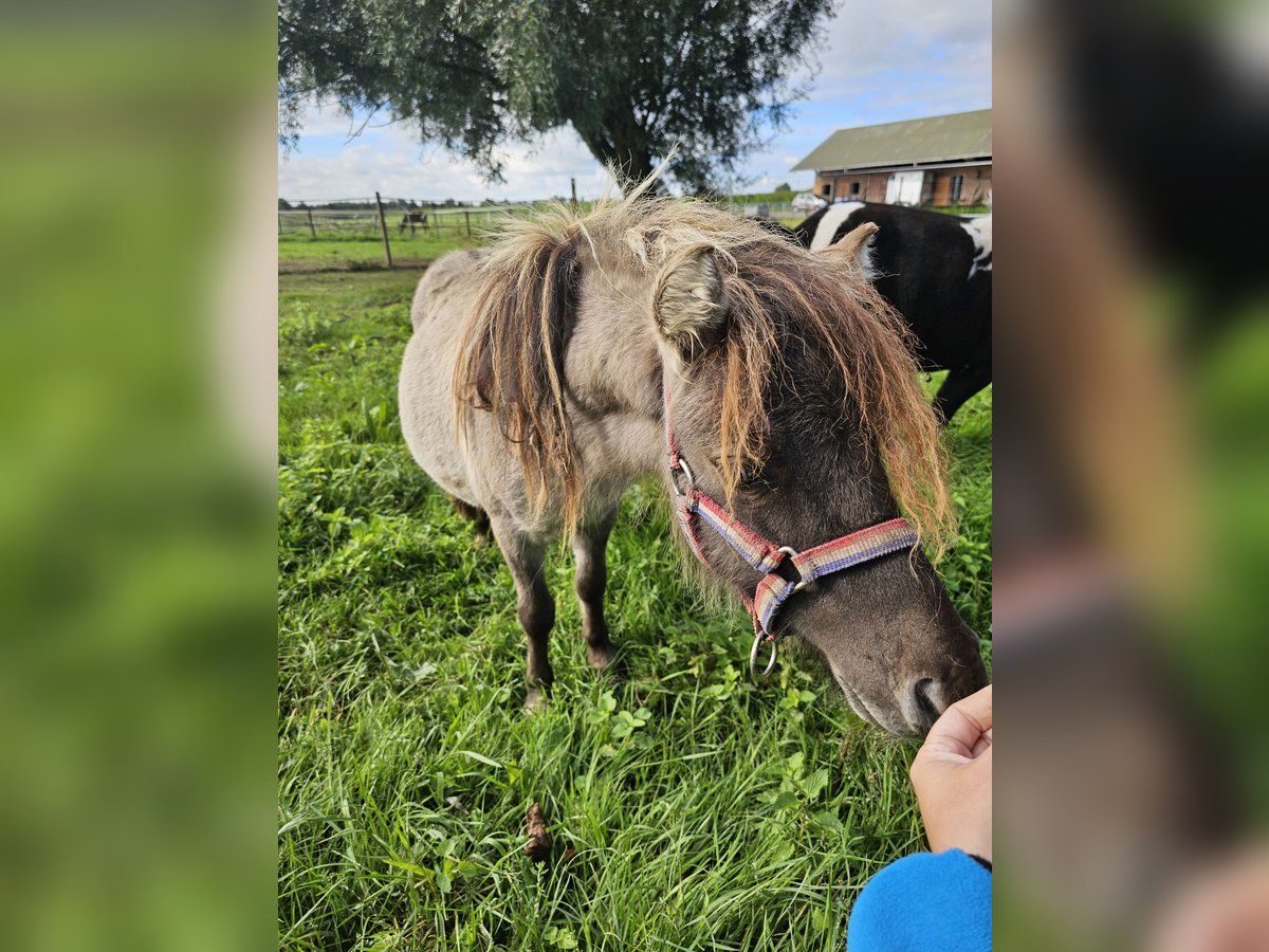 Poneys Shetland Étalon 1 Année 70 cm Noir in Dreumel