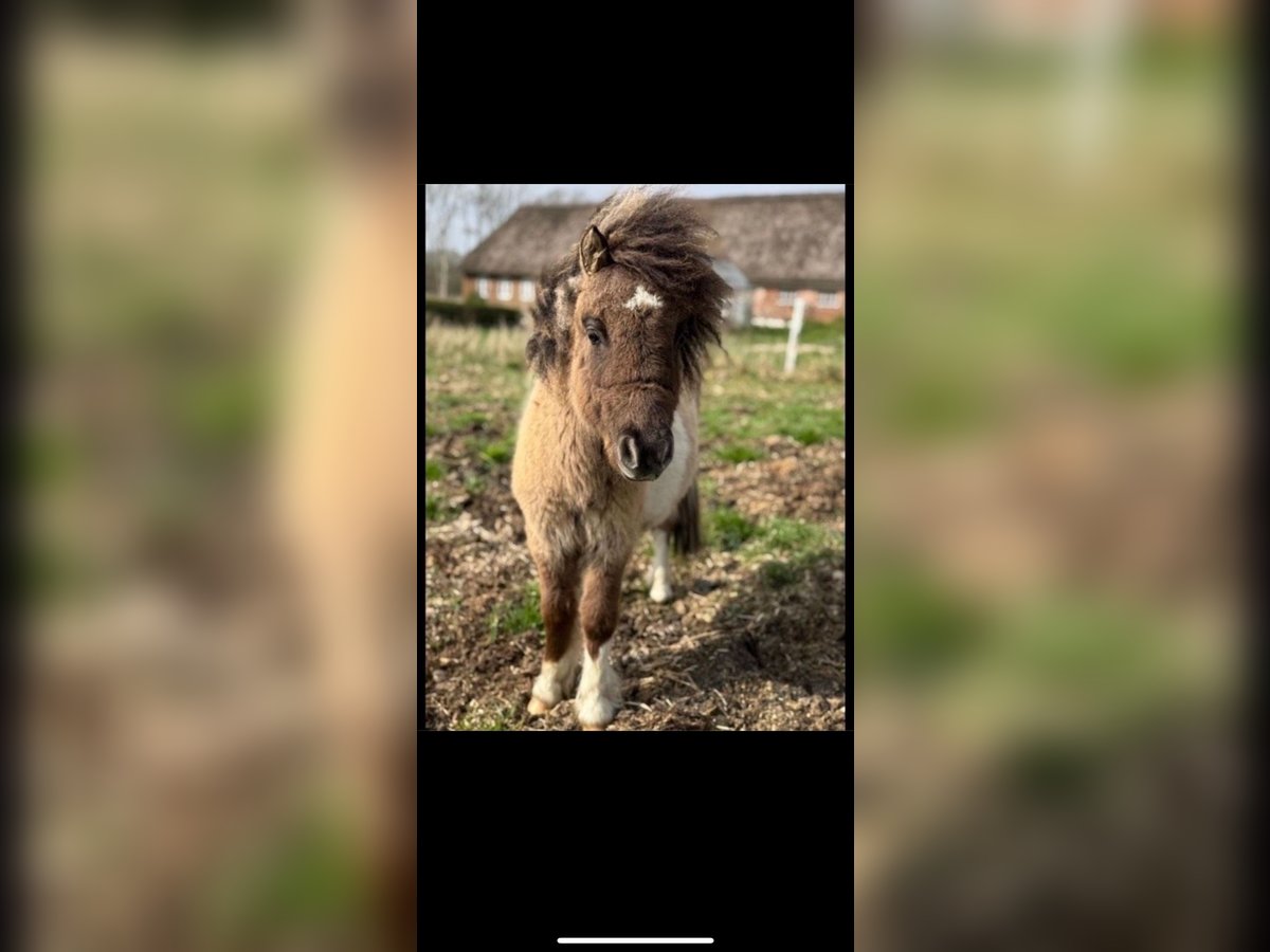 Poneys Shetland Étalon 1 Année 80 cm in D&#xF8;strup