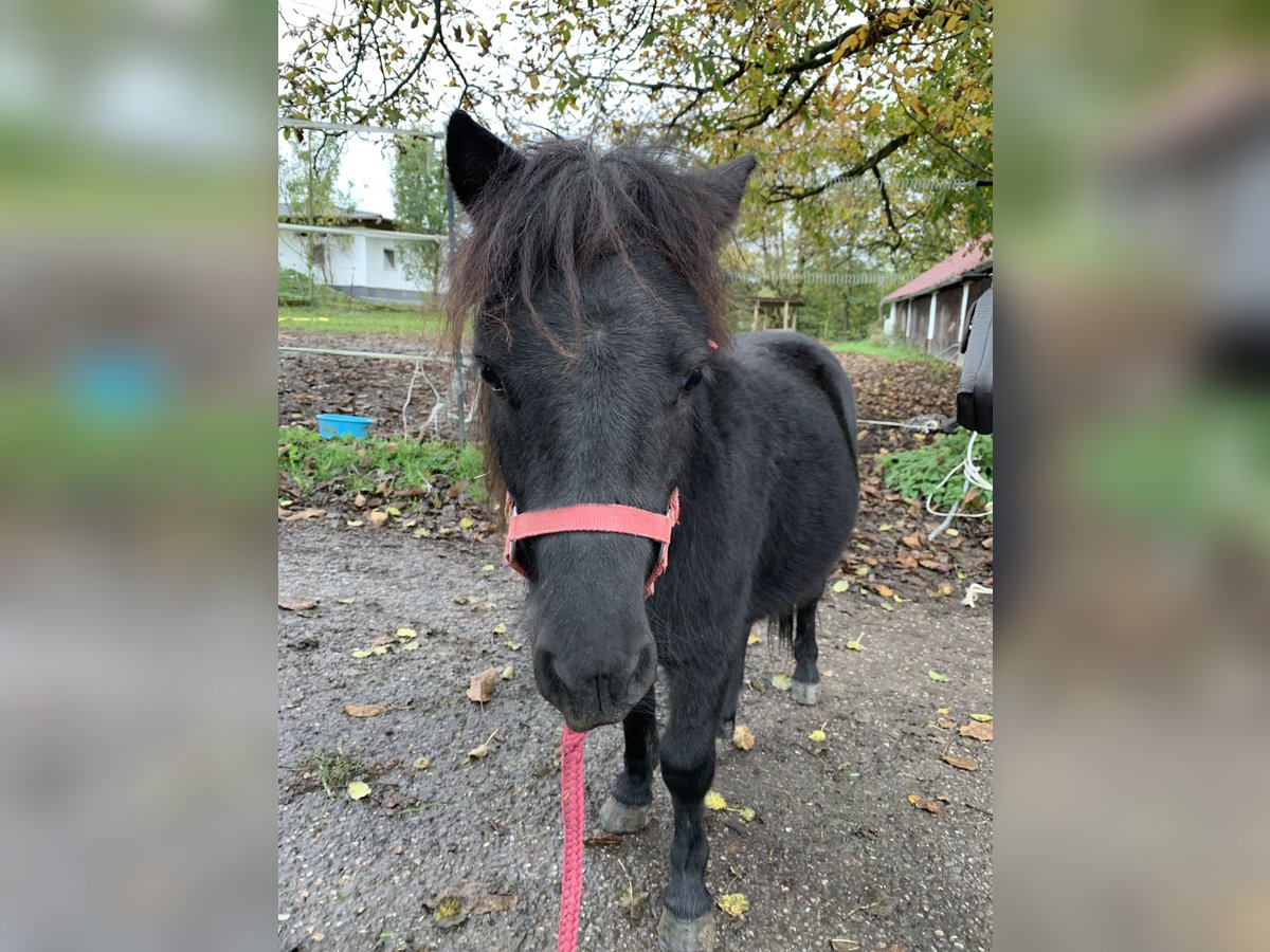 Poneys Shetland Étalon 1 Année 80 cm Noir in Waizenkirchen