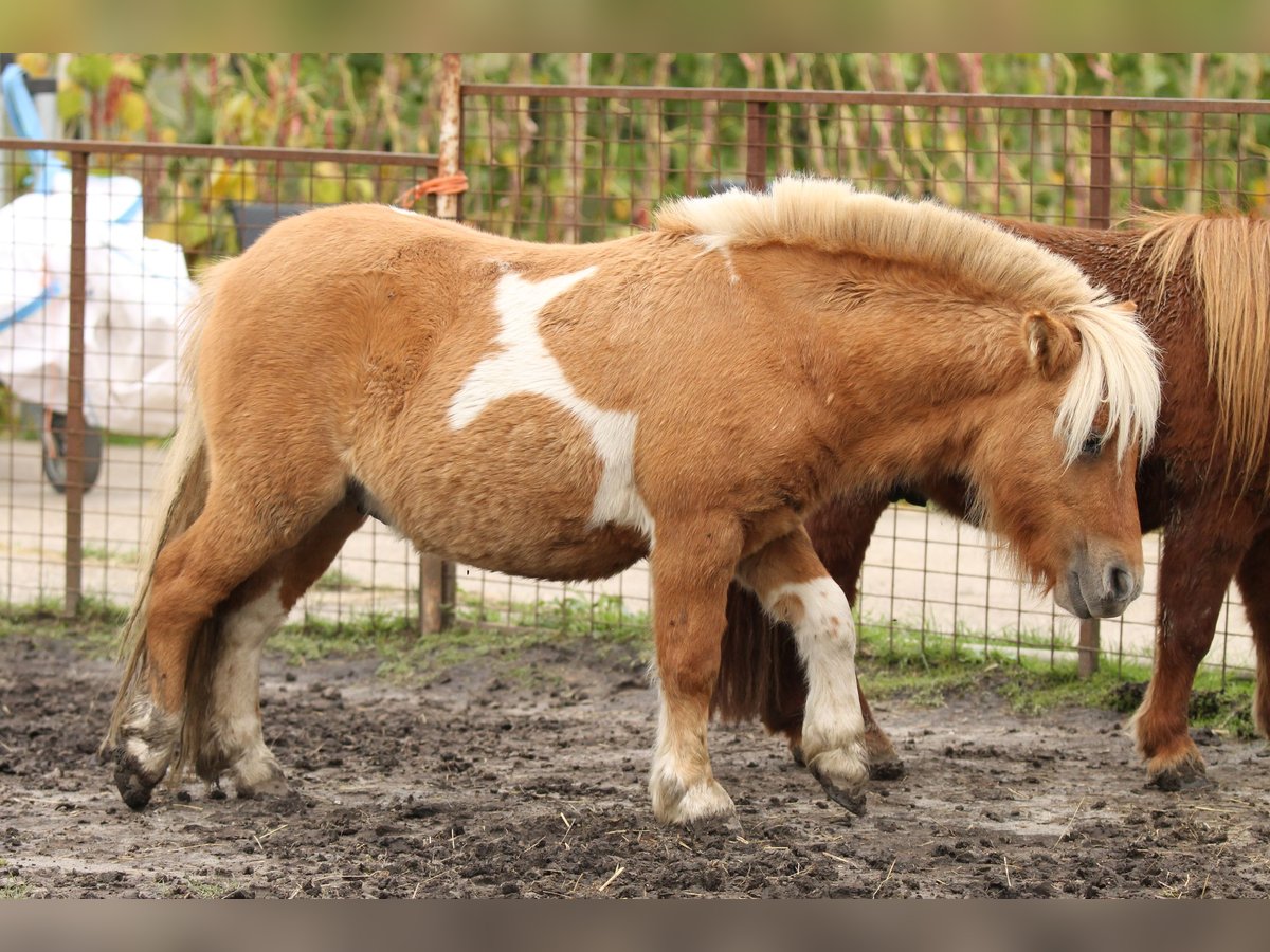 Poneys Shetland Étalon 1 Année 80 cm Pinto in Lisse