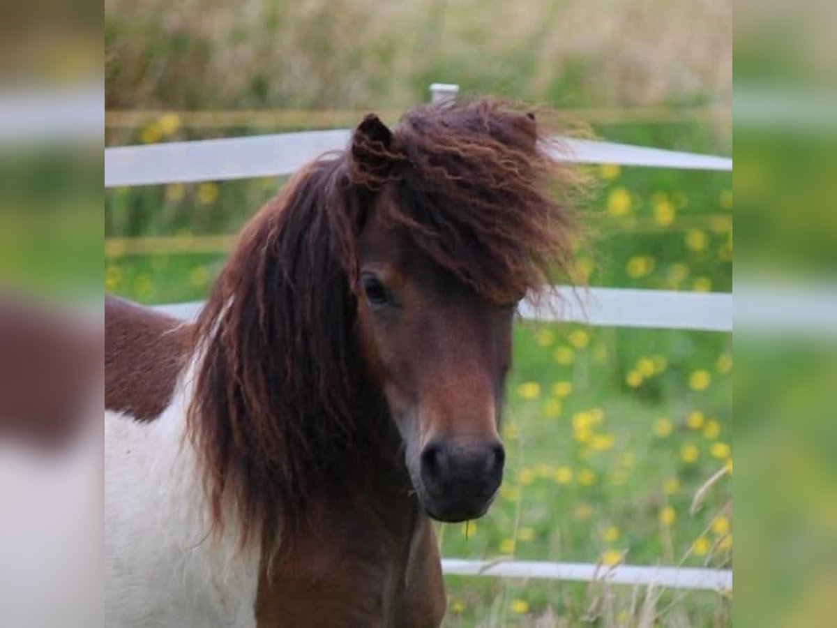 Poneys Shetland Étalon 1 Année 83 cm Pinto in Lippetal