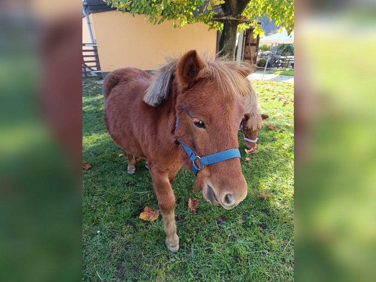Poneys Shetland Étalon 1 Année 98 cm Alezan in Offenburg