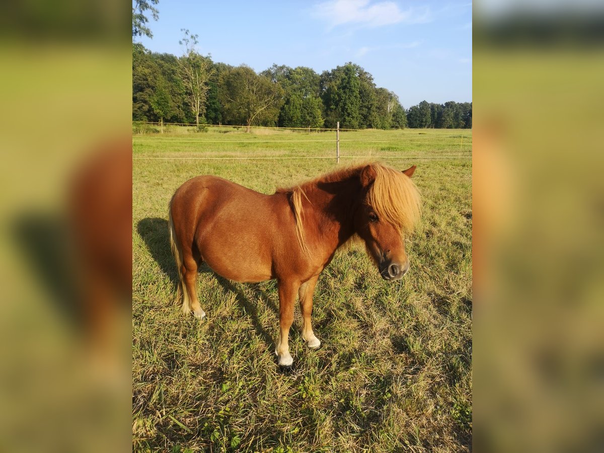 Poneys Shetland Étalon 1 Année Alezan in Wittichenau