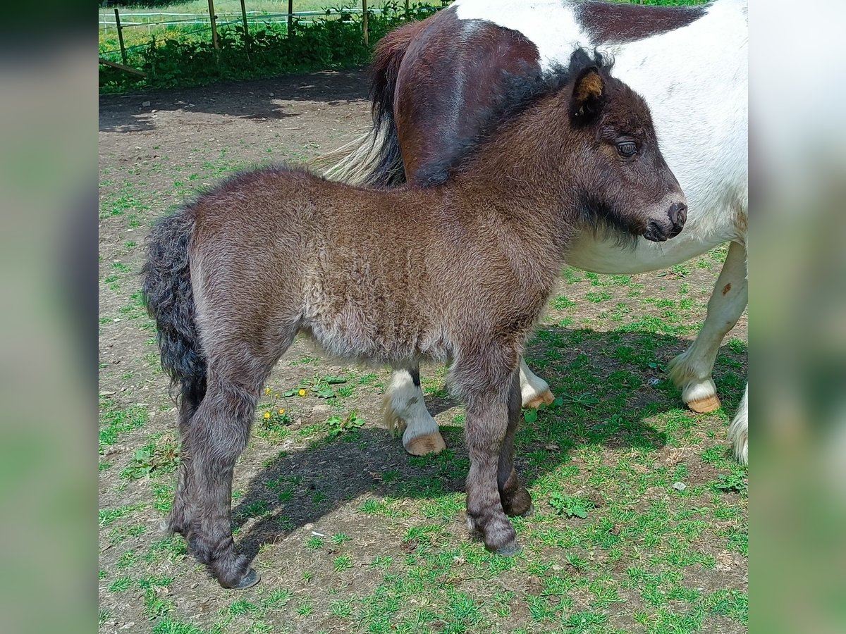 Poneys Shetland Étalon 1 Année Noir in Kiel