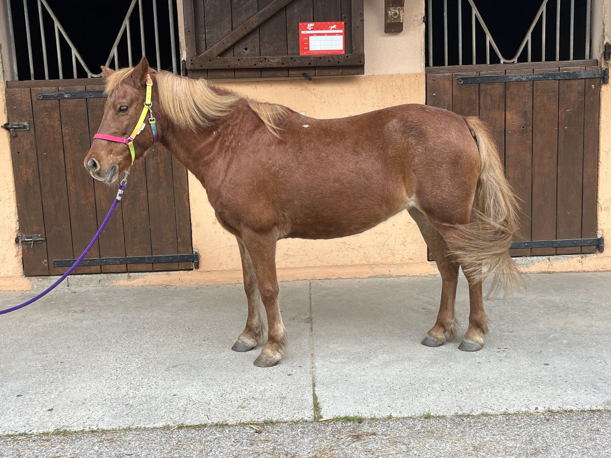 Poneys Shetland Étalon 21 Ans 116 cm Alezan brûlé in CourtenayMorestel