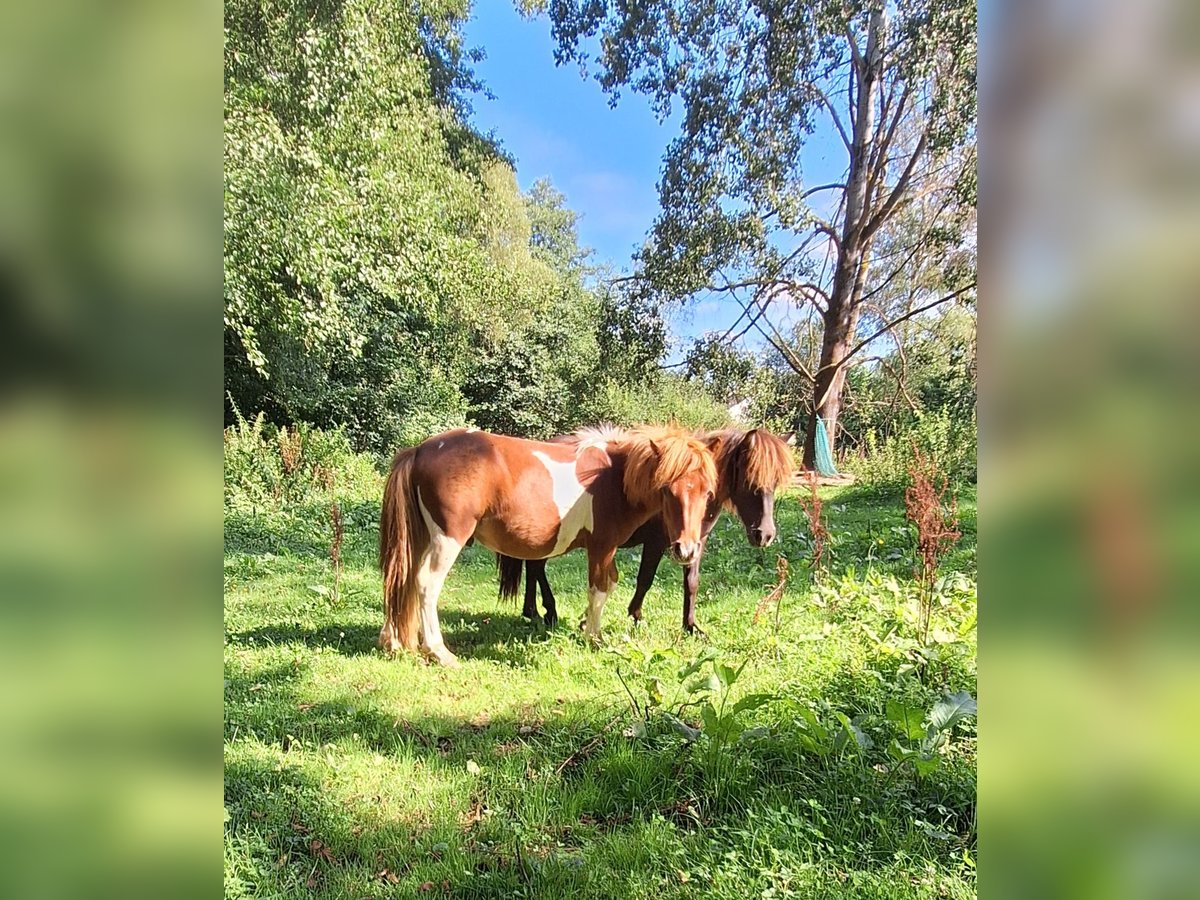 Poneys Shetland Étalon 2 Ans 100 cm Pinto in Michelstadt