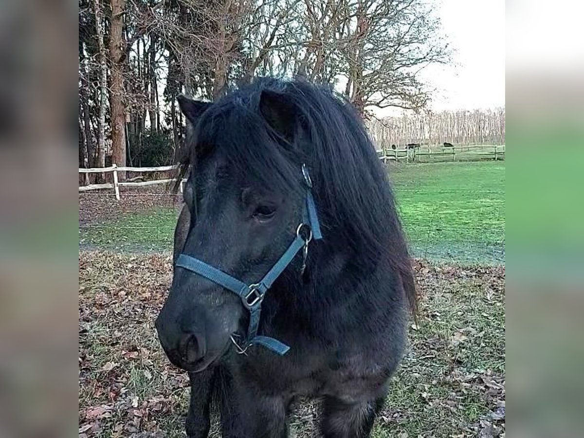 Poneys Shetland Étalon 2 Ans 103 cm Rouan Bleu in Eeserveen