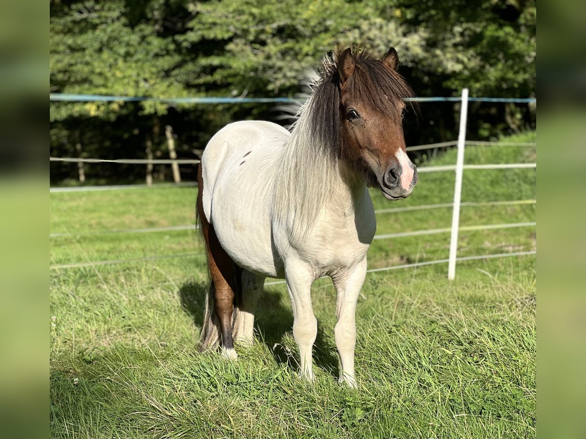 Poneys Shetland Étalon 2 Ans 103 cm Tobiano-toutes couleurs in Saint-Léger-en-Yvelines