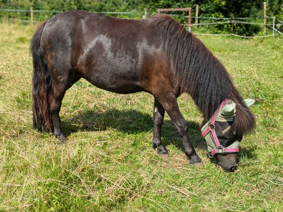 Poneys Shetland Étalon 2 Ans 105 cm Noir in Hürup OT Maasbüll