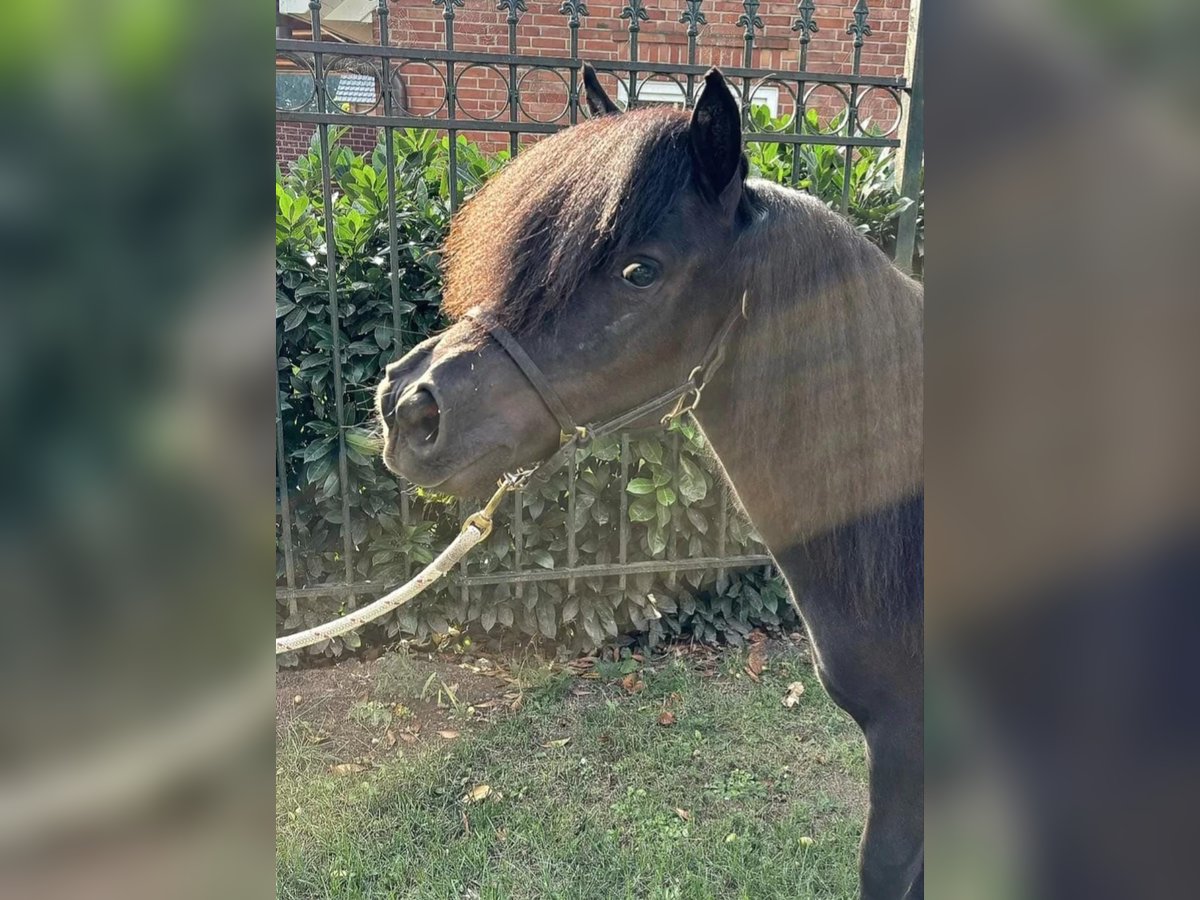 Poneys Shetland Étalon 2 Ans 110 cm Noir in Wagenfeld