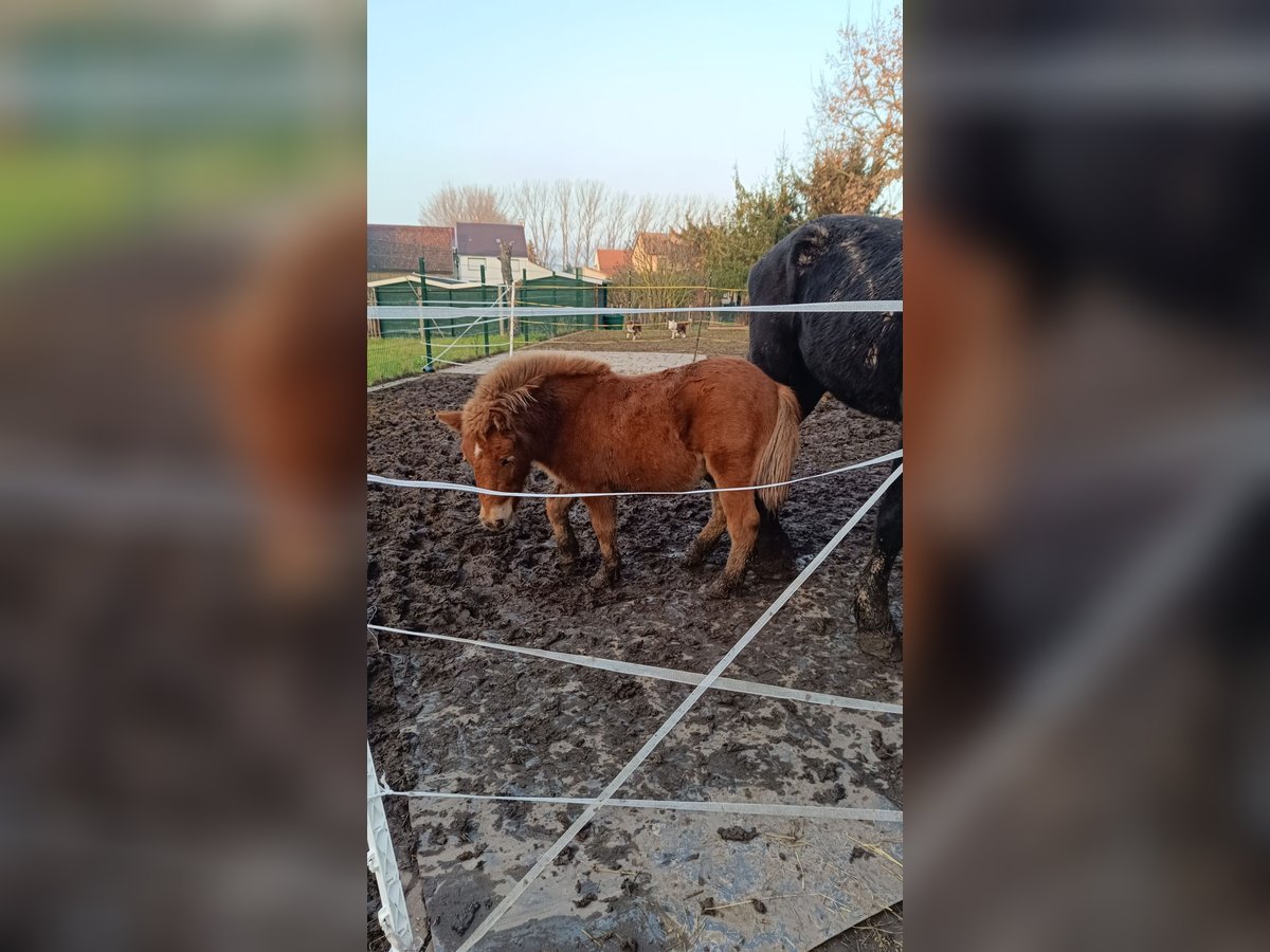 Poneys Shetland Étalon 2 Ans 85 cm Alezan in Reinsdorf