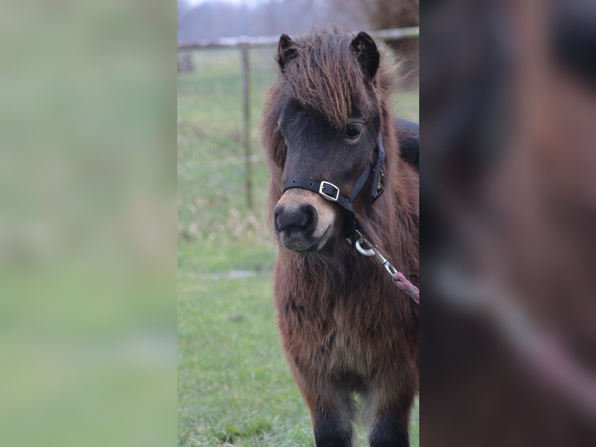 Poneys Shetland Étalon 2 Ans 85 cm Pinto in Haastrecht