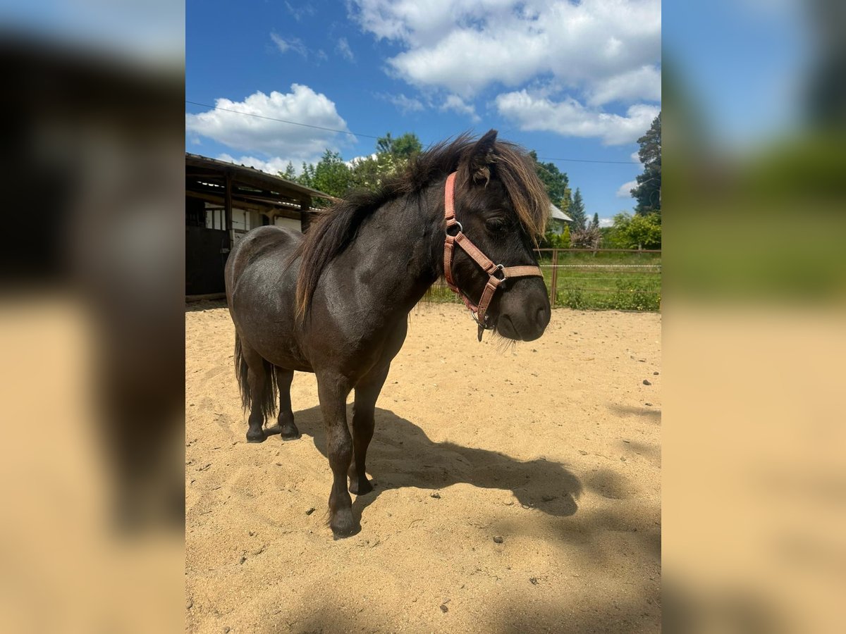 Poneys Shetland Étalon 2 Ans 90 cm in Mettmann