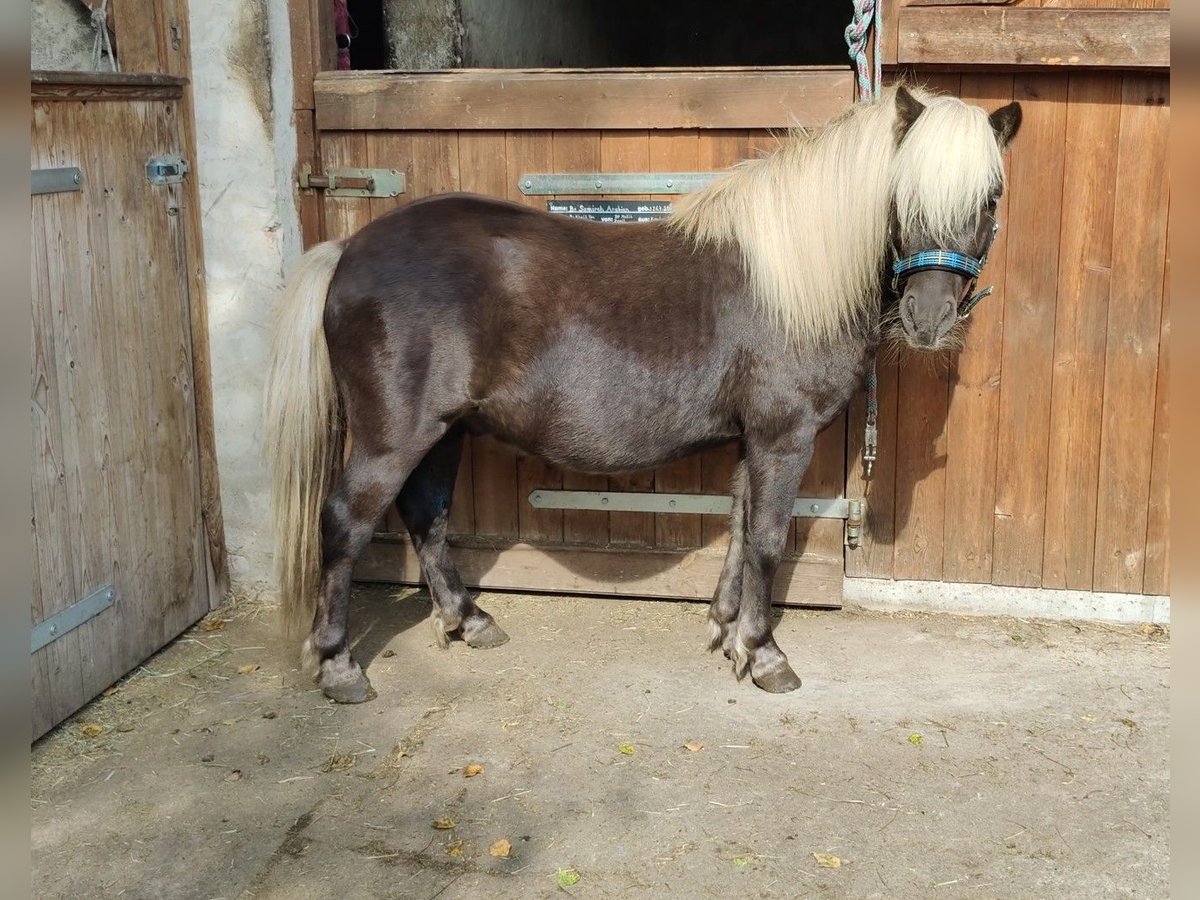 Poneys Shetland Étalon 3 Ans 103 cm in Planebruch