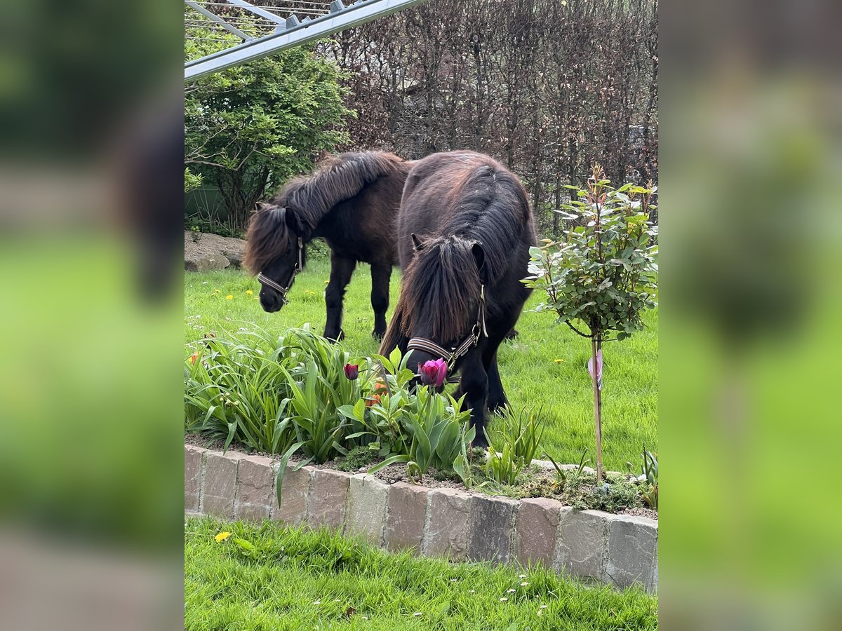 Poneys Shetland Étalon 3 Ans 103 cm Noir in Gelsenkirchen