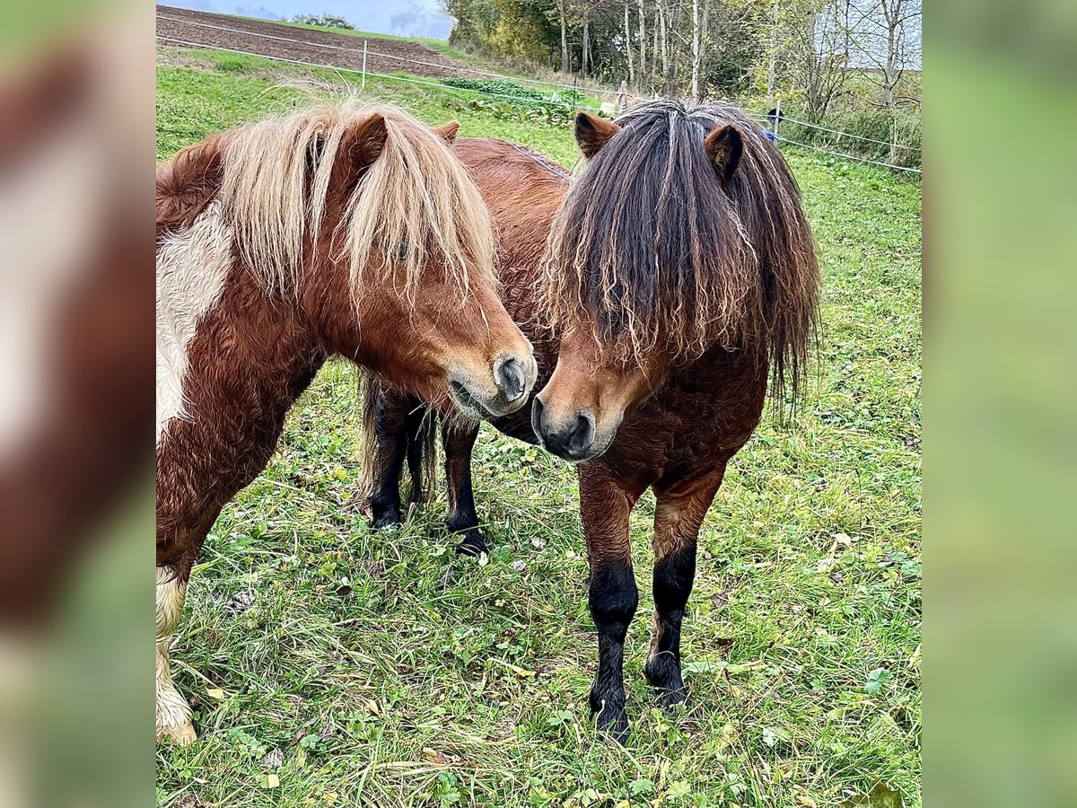 Poneys Shetland Étalon 3 Ans 105 cm Bai in Flörsbachtal