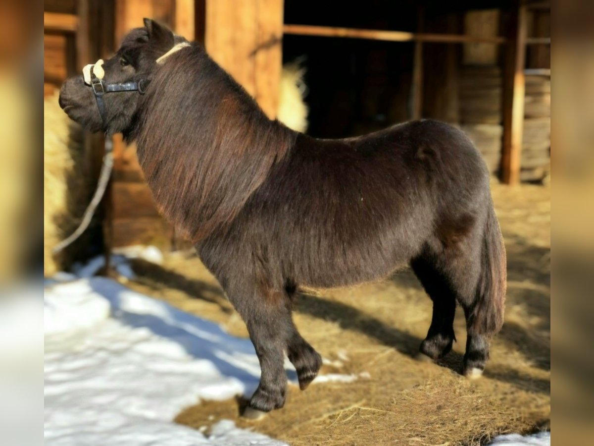 Poneys Shetland Étalon 3 Ans 98 cm Noir in Vrees