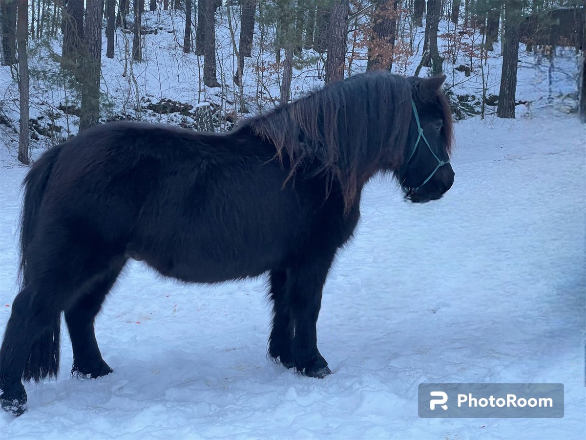 Poneys Shetland Étalon 4 Ans 101 cm Noir in Sloup v cechach