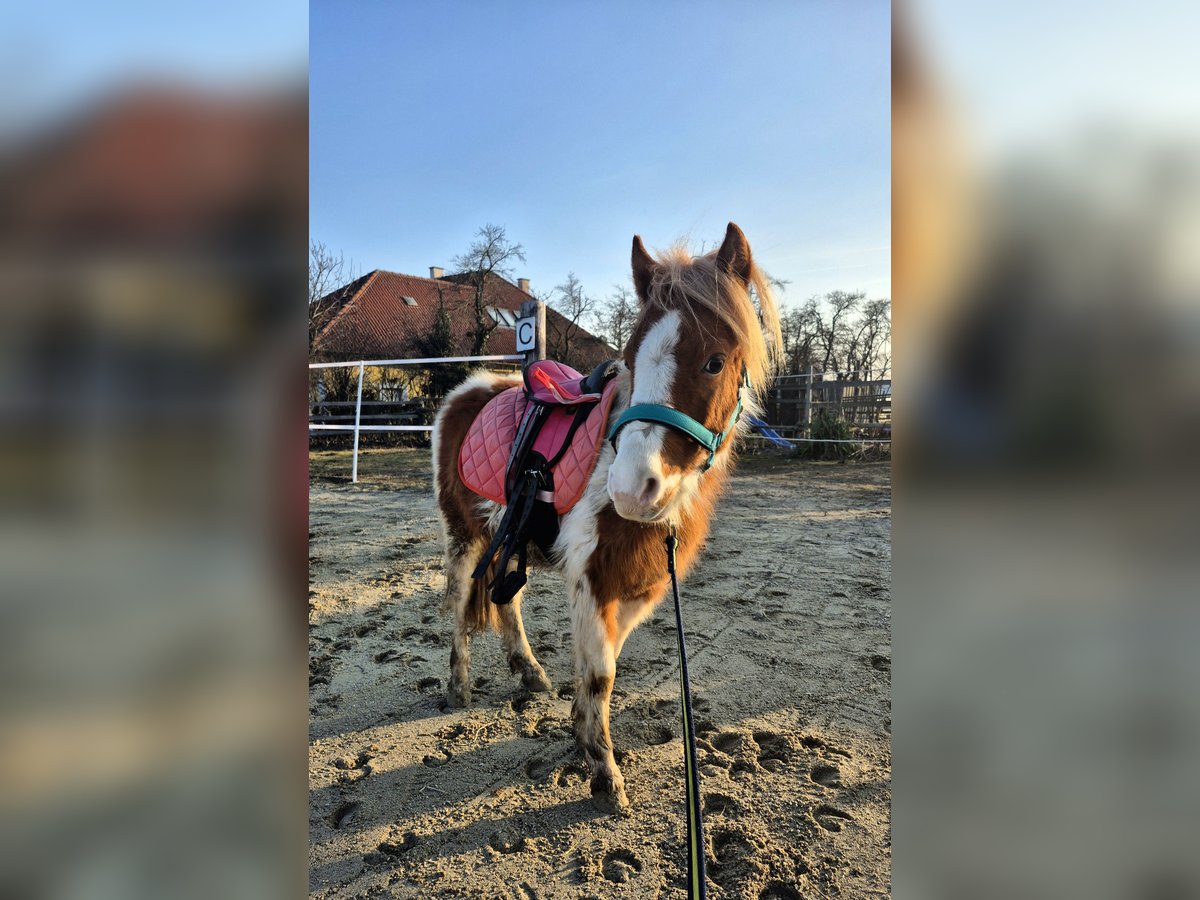 Poneys Shetland Étalon 5 Ans 105 cm Pinto in Mold