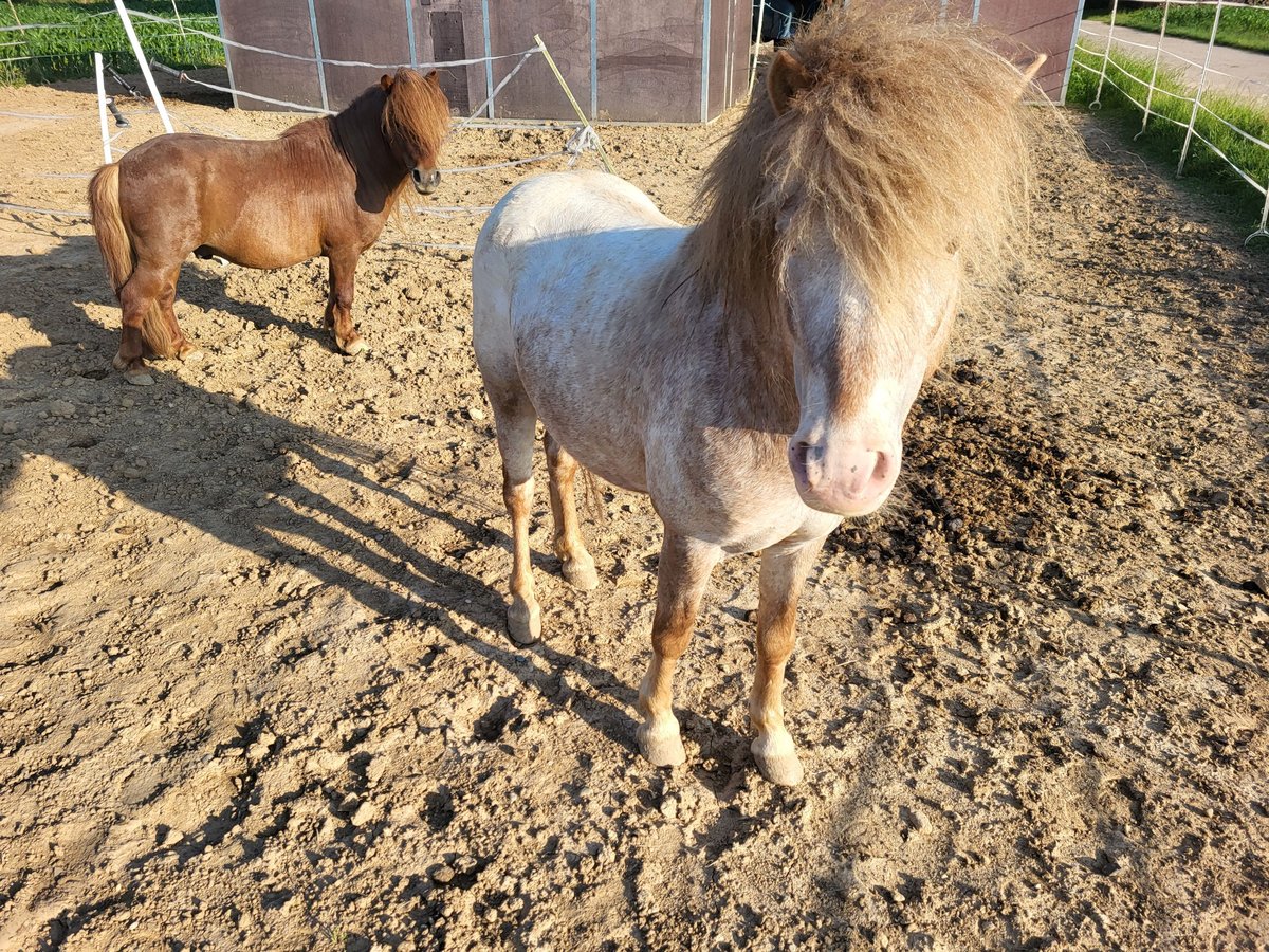 Poneys Shetland Croisé Étalon 5 Ans 110 cm Aubère in Kandel