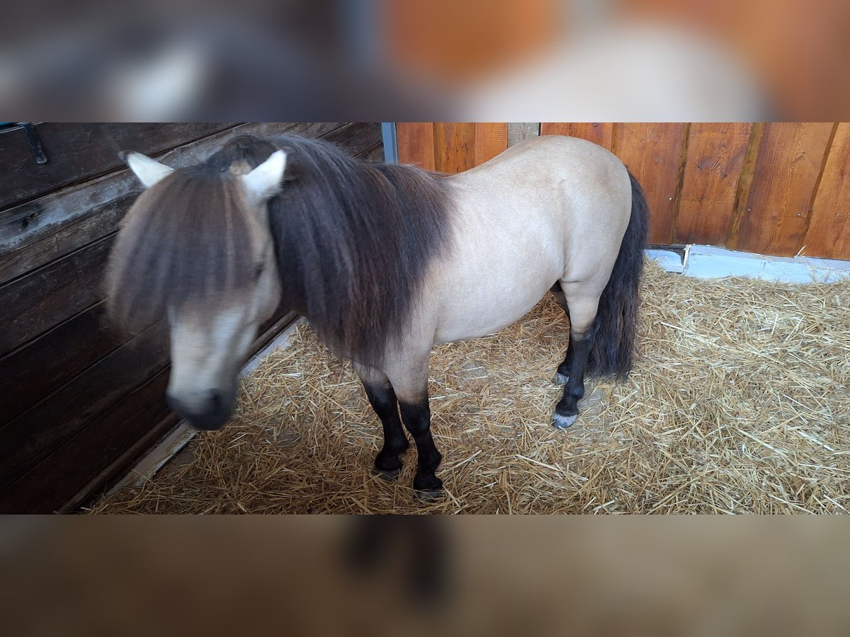 Poneys Shetland Étalon 6 Ans 100 cm Buckskin in Gunzenhausen