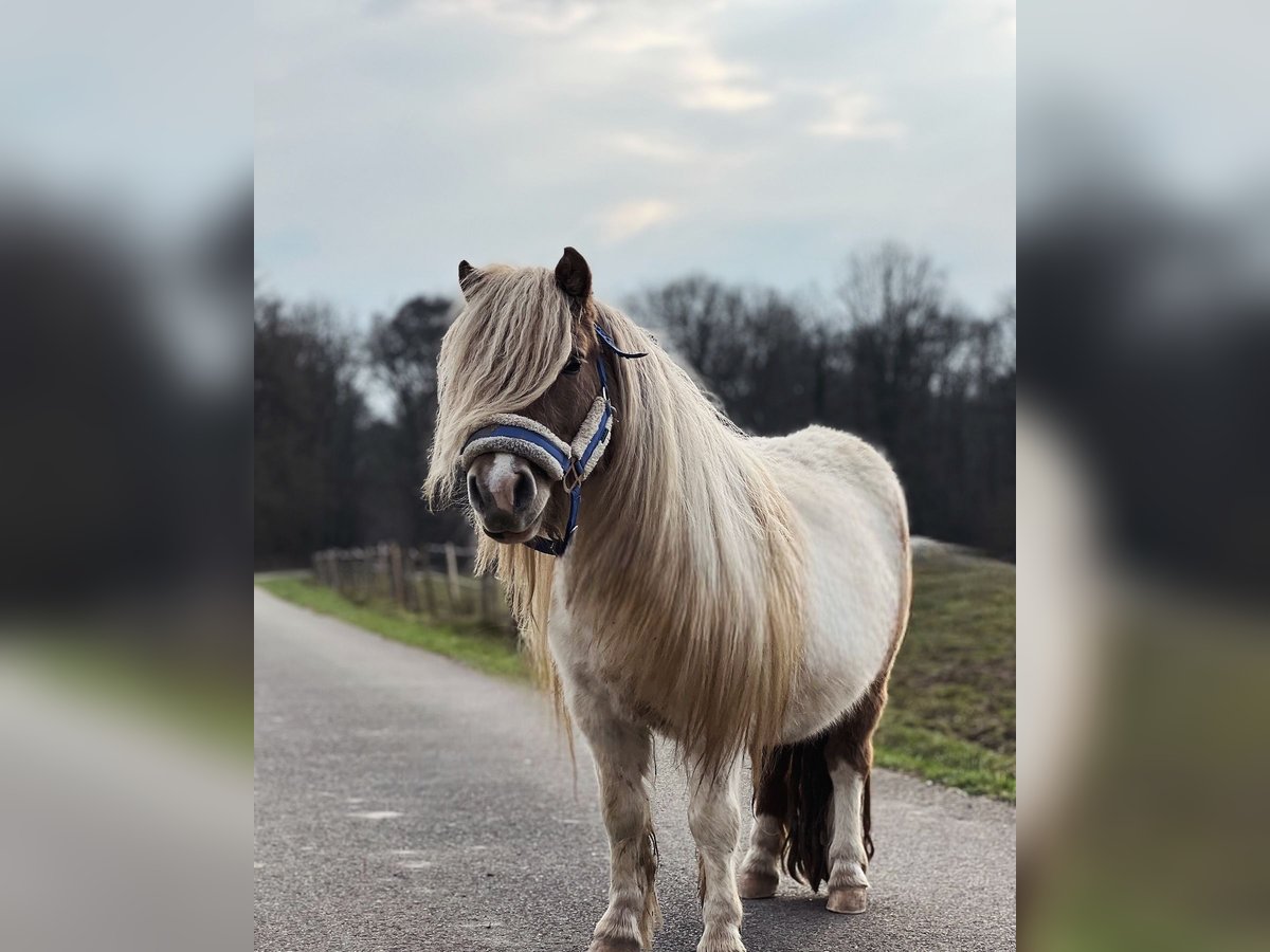 Poneys Shetland Étalon 6 Ans 95 cm in Saint-L&#xE9;ger-en-Yvelines