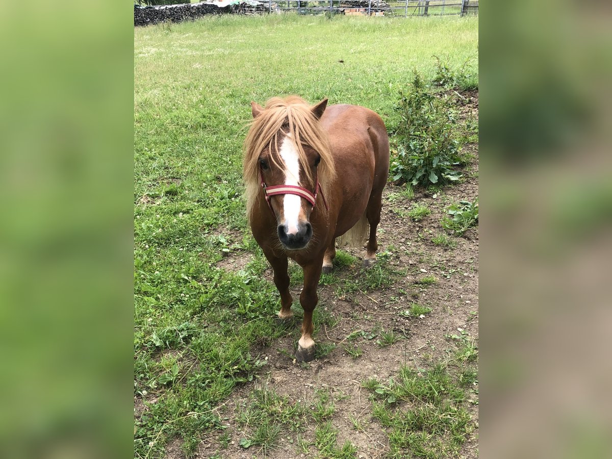 Poneys Shetland Croisé Étalon 8 Ans 105 cm Alezan in Arrach