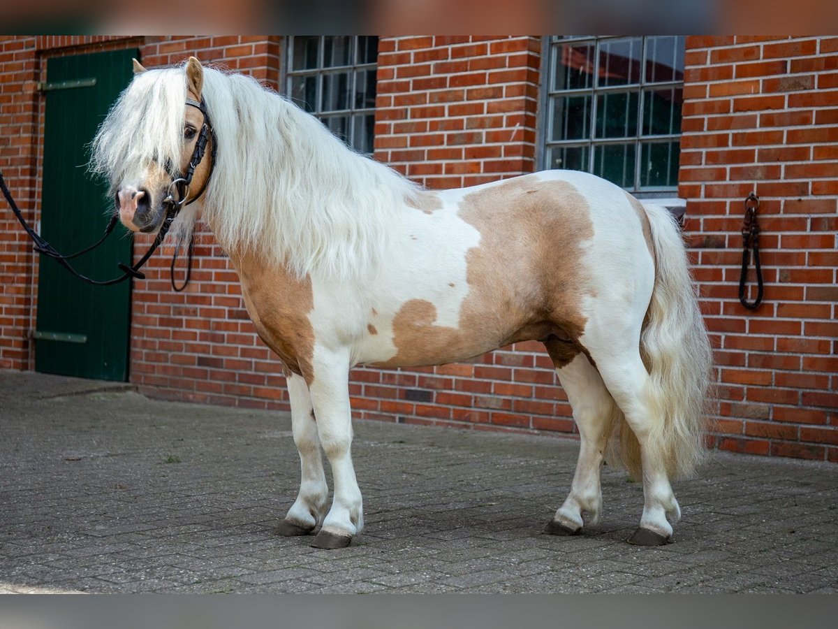 Poneys Shetland Étalon Palomino in Edewecht